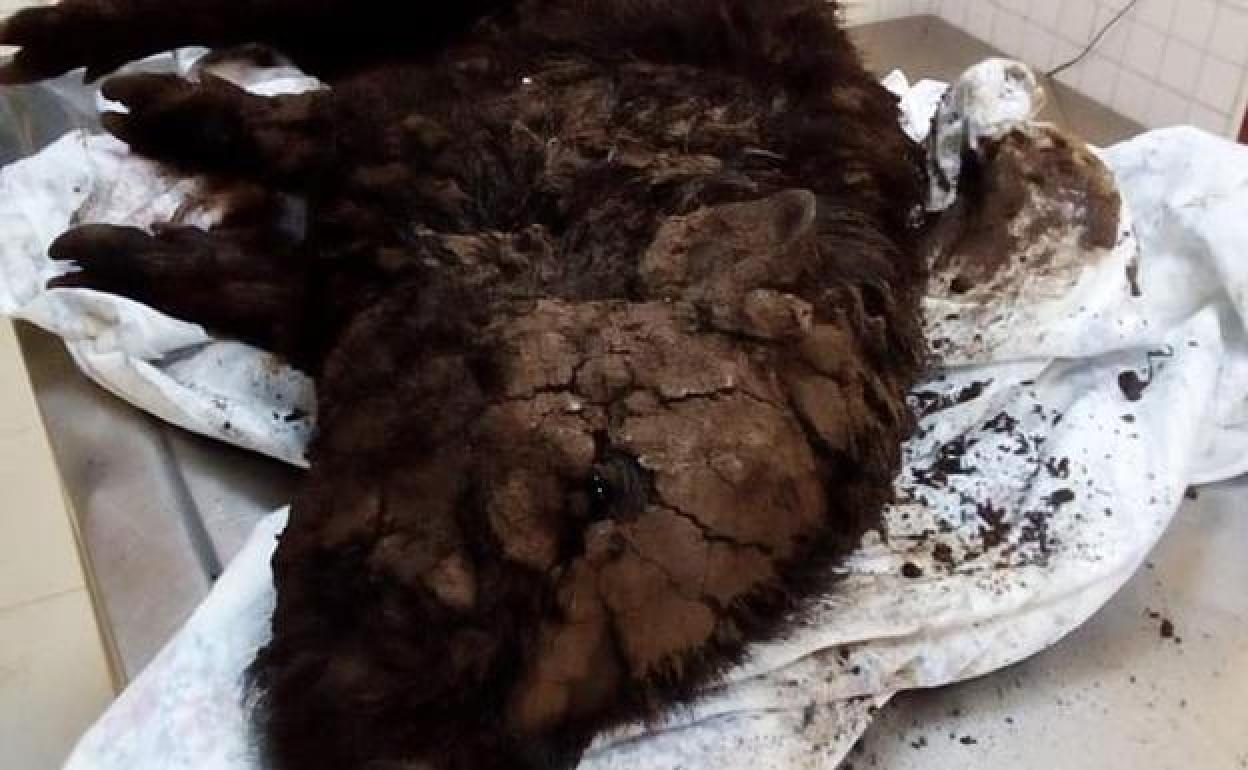 Arrojan a un contenedor en Canarias a un cerdo en estado «muy grave»