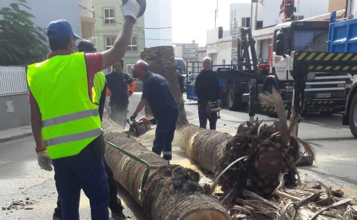 Los operarios municipales, en plena maniobra de tala. 