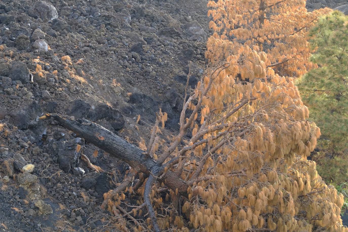 Fotos: Vista del volcán desde una zona de coladas