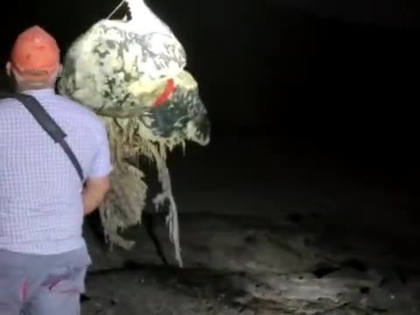 Aparece un cachalote muerto en la costa de Arona