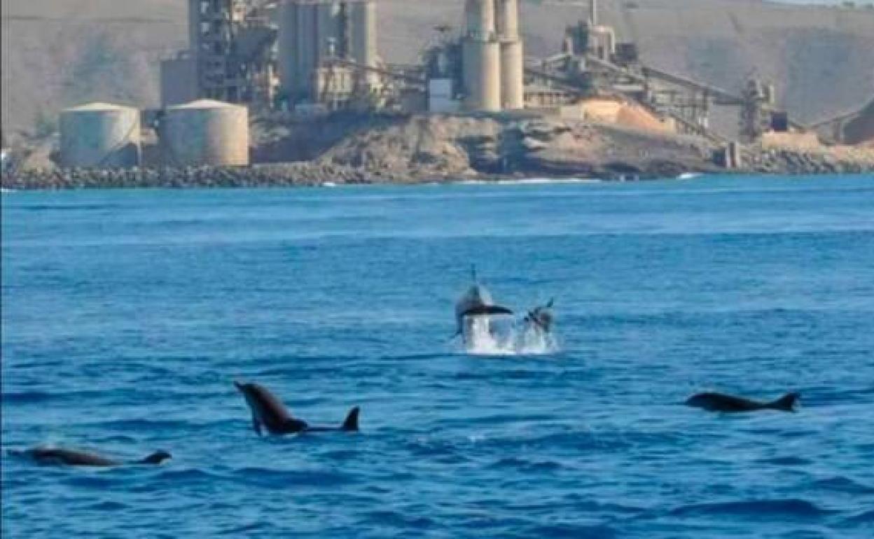 Imagen de archivo de un avistamiento de delfines en el sur de Gran Canaria. 