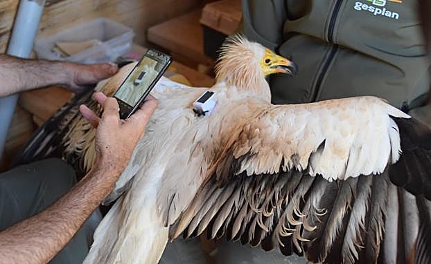 A la hembra de guirre se le colocó un GPS. 