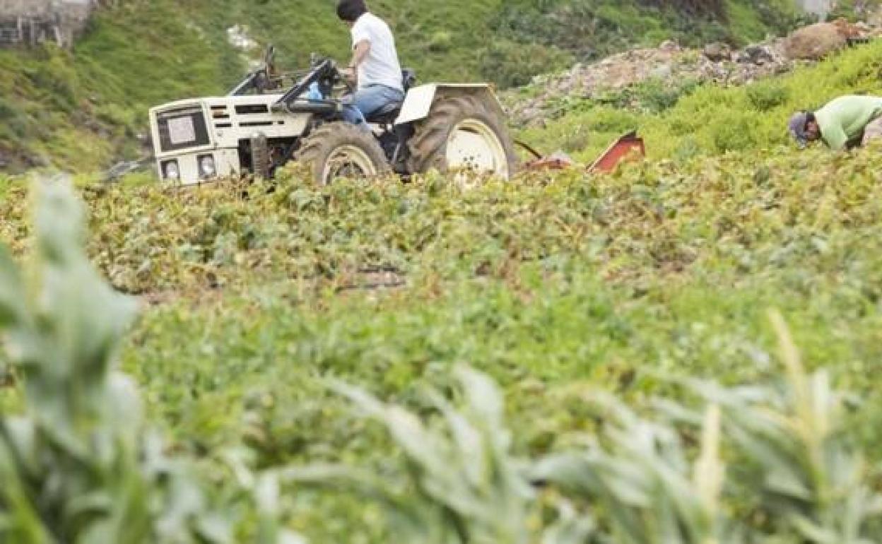 La inflación de los cerealesya afecta al campo canario