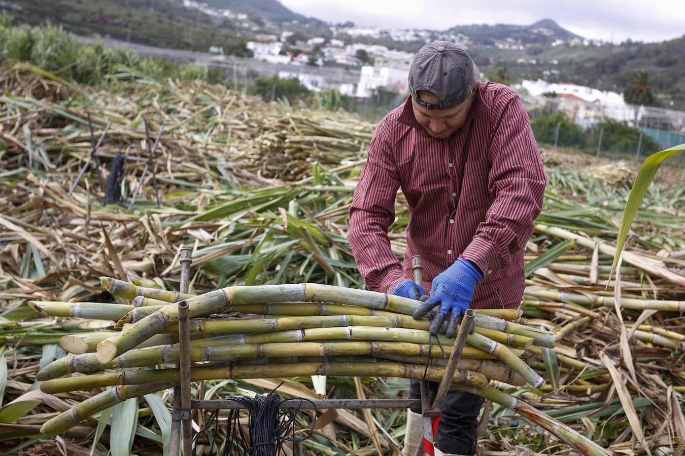 Fotos: Zafra de la caña de azúcar
