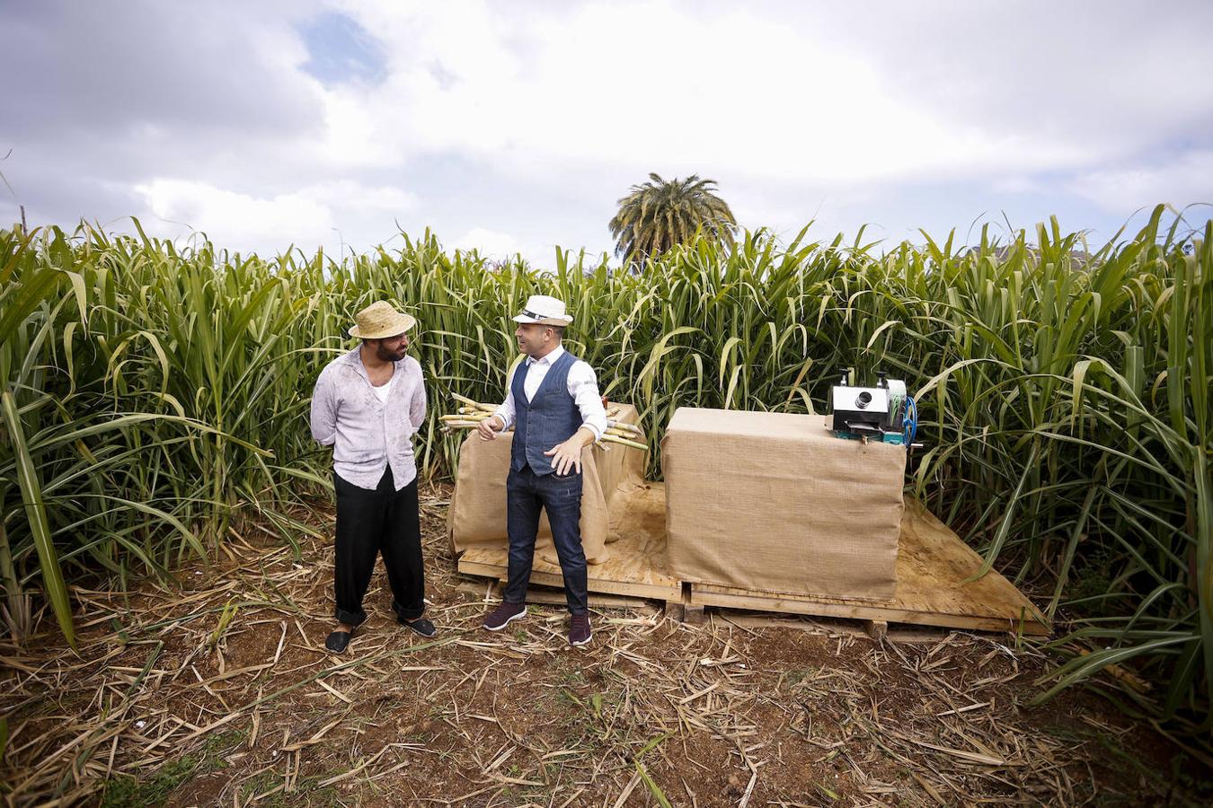Fotos: Zafra de la caña de azúcar