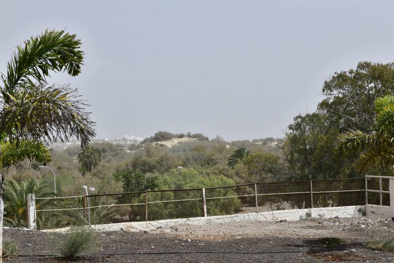 Fotos: La calima vuelve a cubrir Canarias