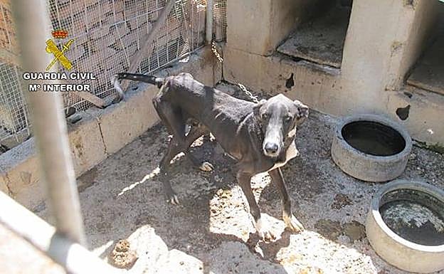 Fotografía de uno de los seis podencos localizados en la finca; amarrado y sin comida. 