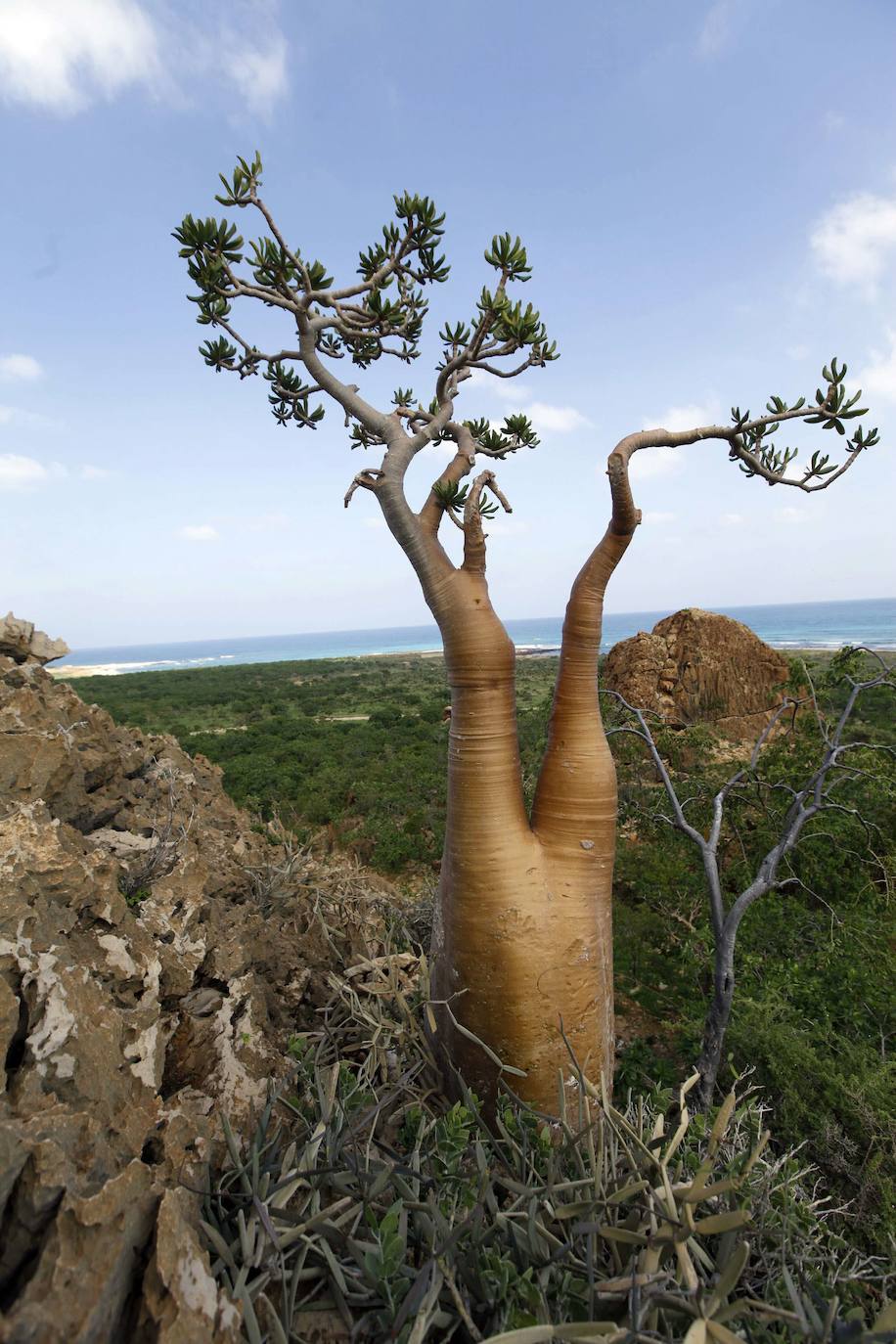 Isla de Socotra (Yemen) | A unos 240 kilómetros al este del Cuerno de África y a 380 al sur de la península arábiga existe un enclave paradisíaco, formado por cuatro islas, que responde al nombre de Socotra. Precisamente, la isla más grande, con unos 3.600 km2, es la que da nombre al archipiélago, que pertenece a Yemen. Esta joya es una fuente de biodiversidad extraordinaria. De sus más de 800 especies de plantas, algo más de un tercio son endémicas, lo que significa que no es posible encontrarlas en otro lugar del planeta. También son endémicos el 90% de sus reptiles y el 95% de sus caracoles de tierra. Por todo ello, Socotra fue declarada en 2008 Patrimonio de la Humanidad por la Unesco.