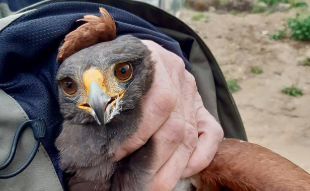 Capturan un águila que atacaba a humanos en un pueblo de Albacete