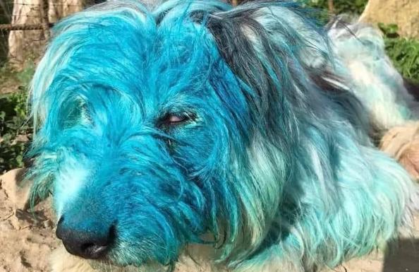 Pegan y pintan de color azul a una perra