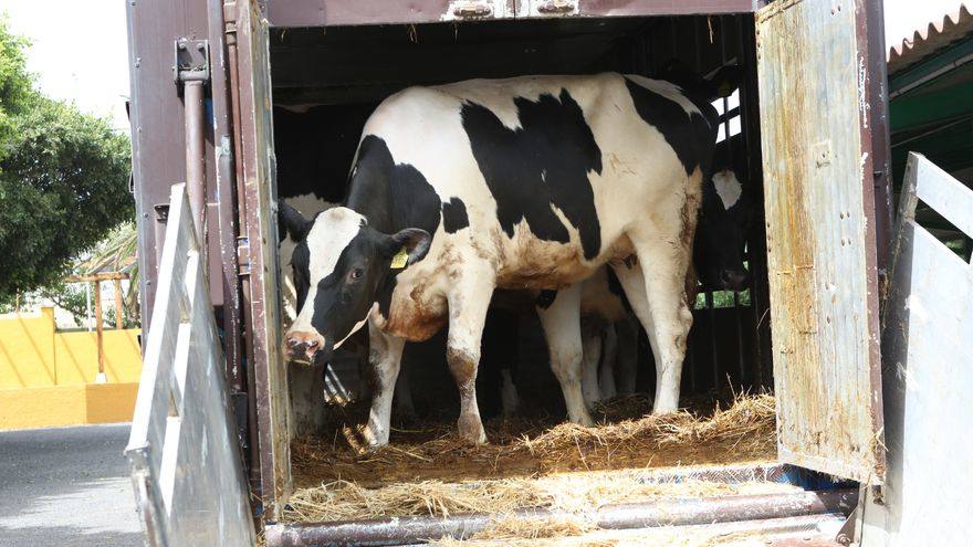 Imagen de archivo de una vaca en Valsequillo. 