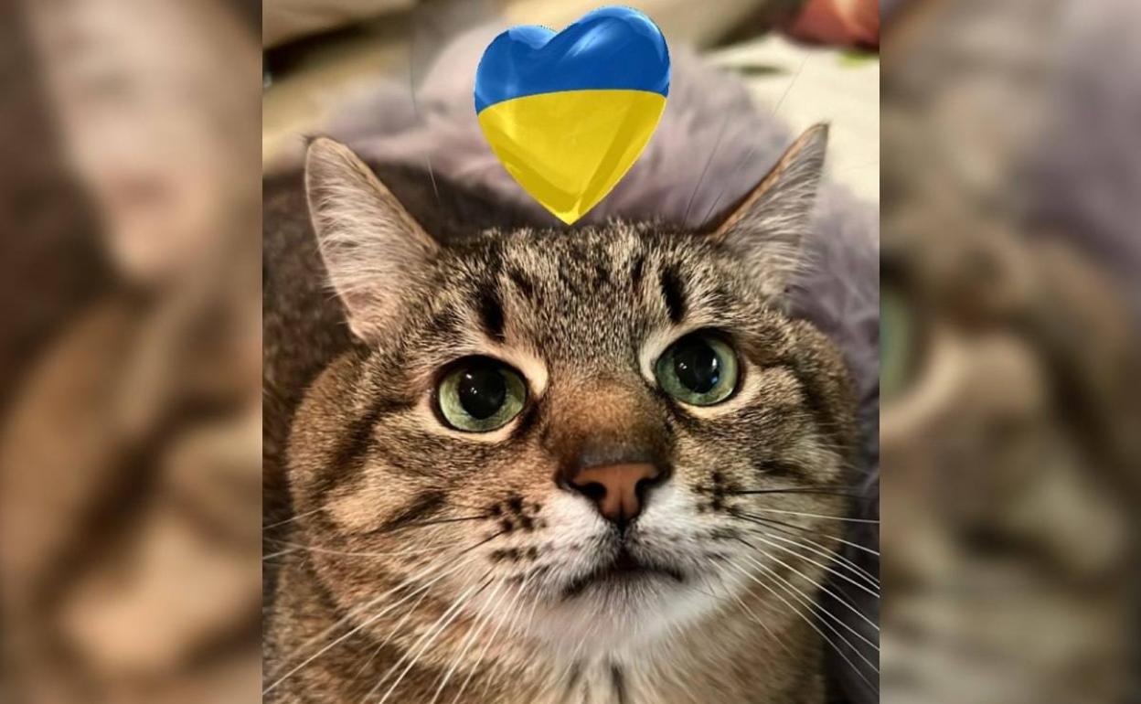 El gato Stepan recauda casi 10.000 euros para ayudar a animales de Ucrania