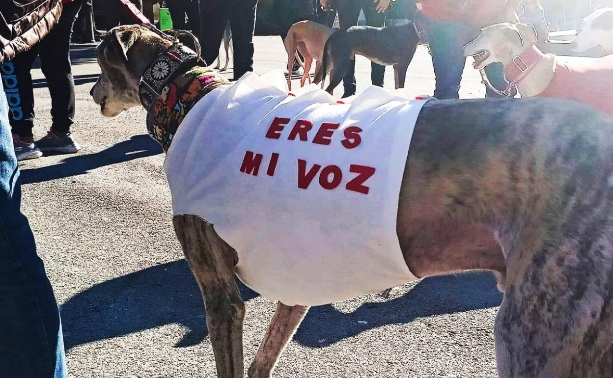 El colectivo animalista exige que se endurezcan las leyes frente a la caza y la compraventa de animales