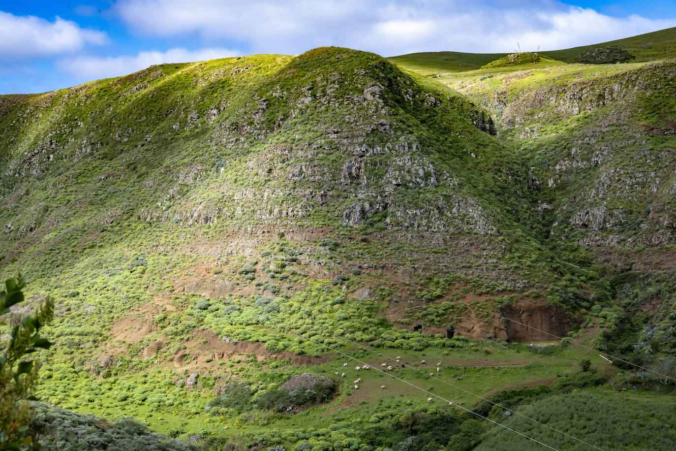 Fotos: Medianías y cumbre de Gran Canaria se tornan verdes