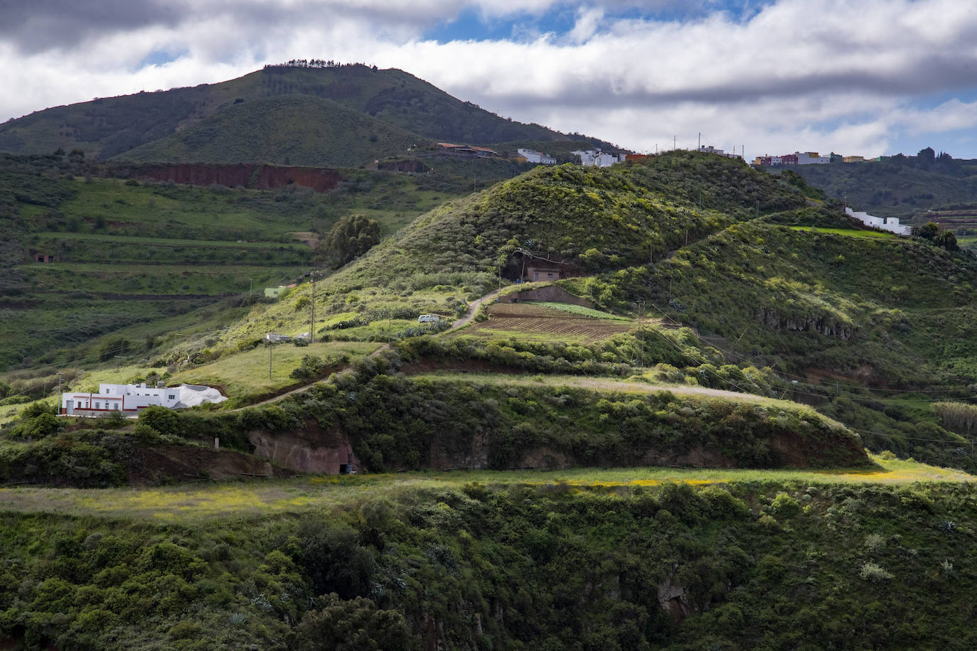 Fotos: Medianías y cumbre de Gran Canaria se tornan verdes