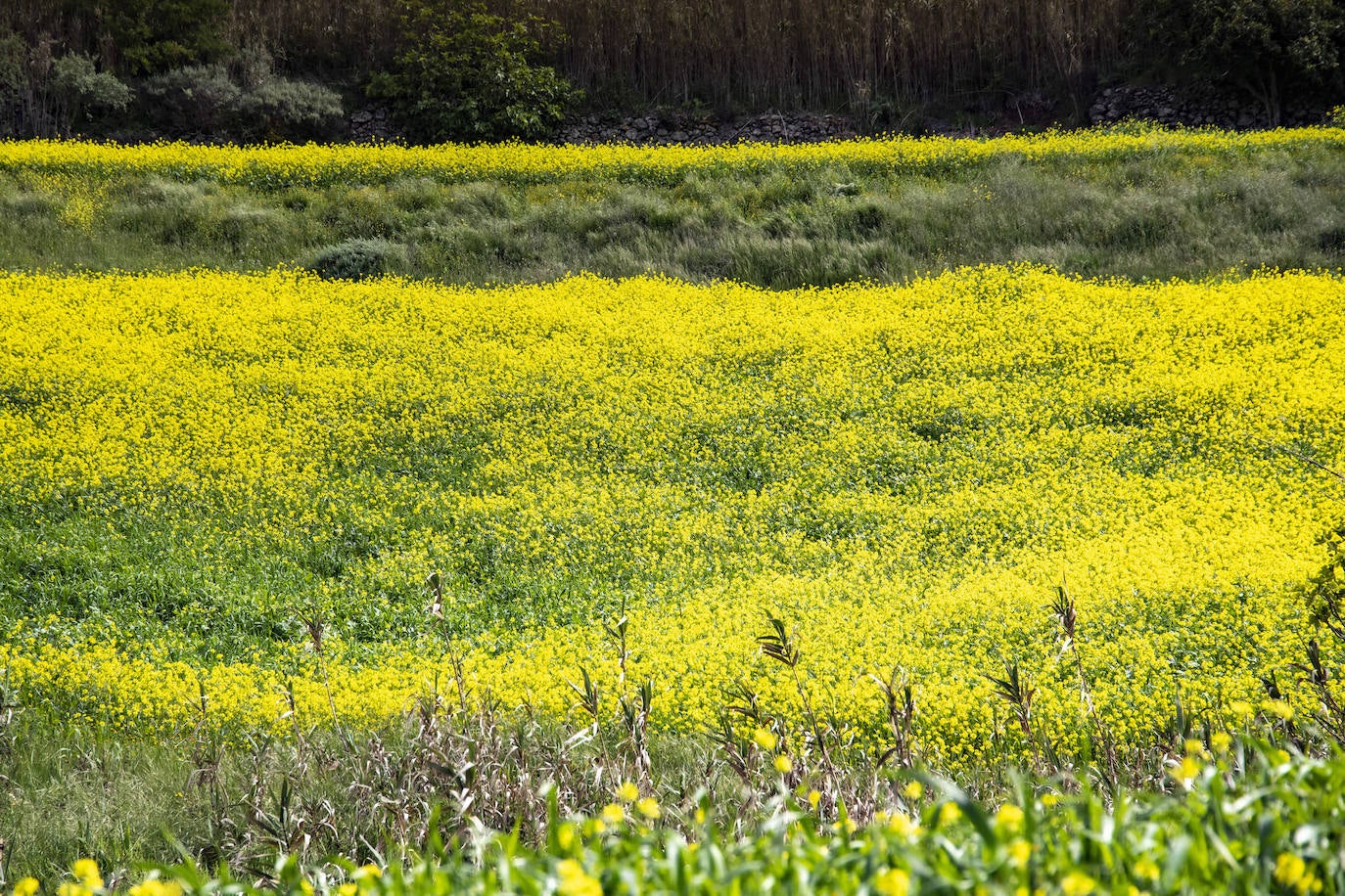 Fotos: Medianías y cumbre de Gran Canaria se tornan verdes