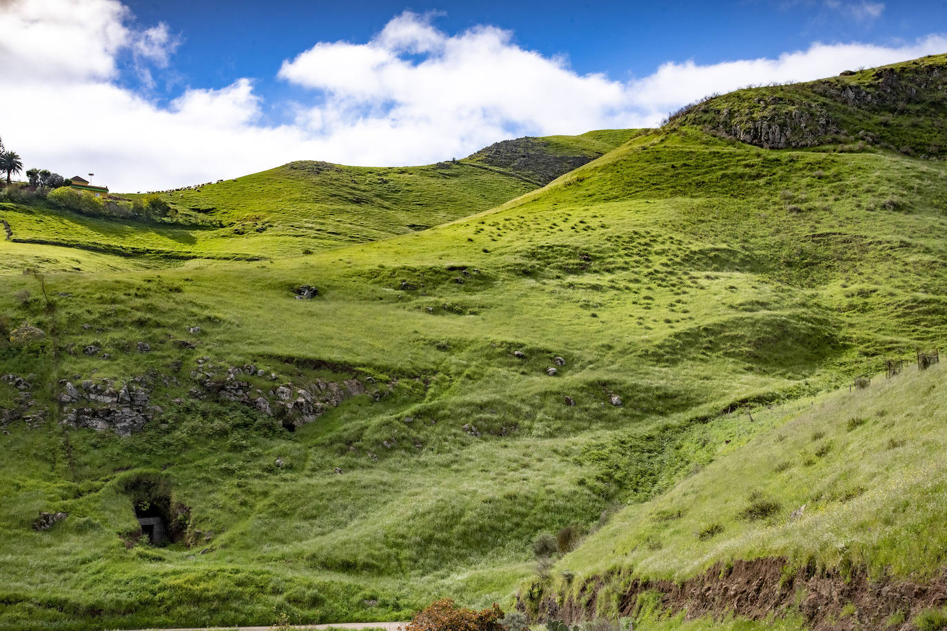 Fotos: Medianías y cumbre de Gran Canaria se tornan verdes