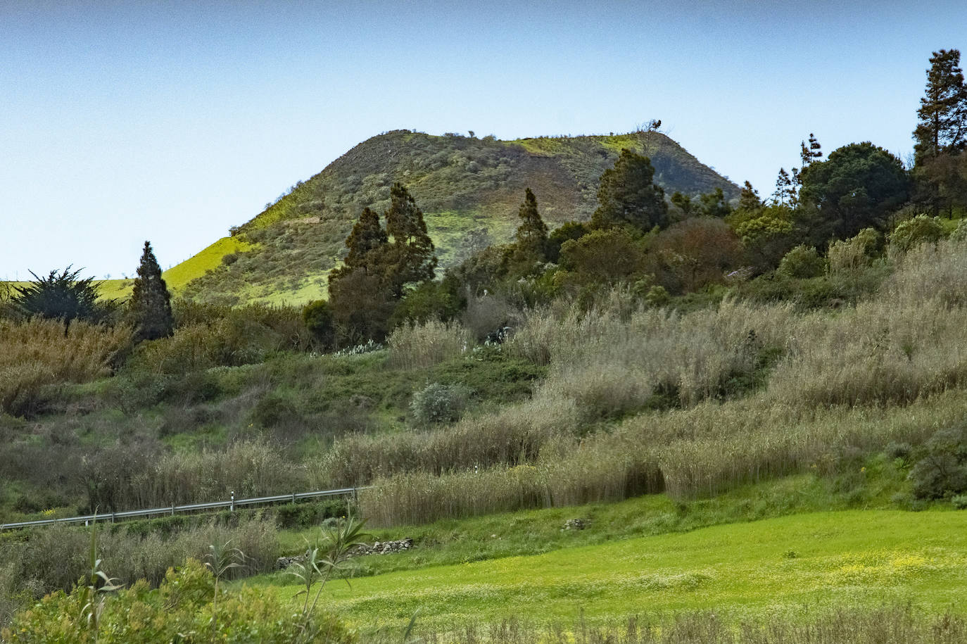 Fotos: Medianías y cumbre de Gran Canaria se tornan verdes