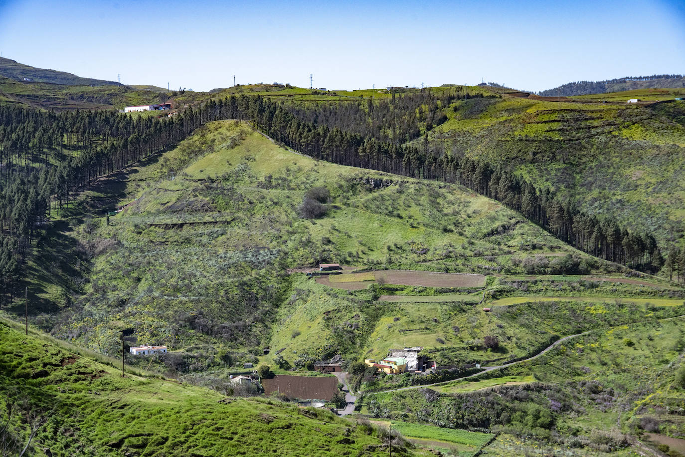 Fotos: Medianías y cumbre de Gran Canaria se tornan verdes