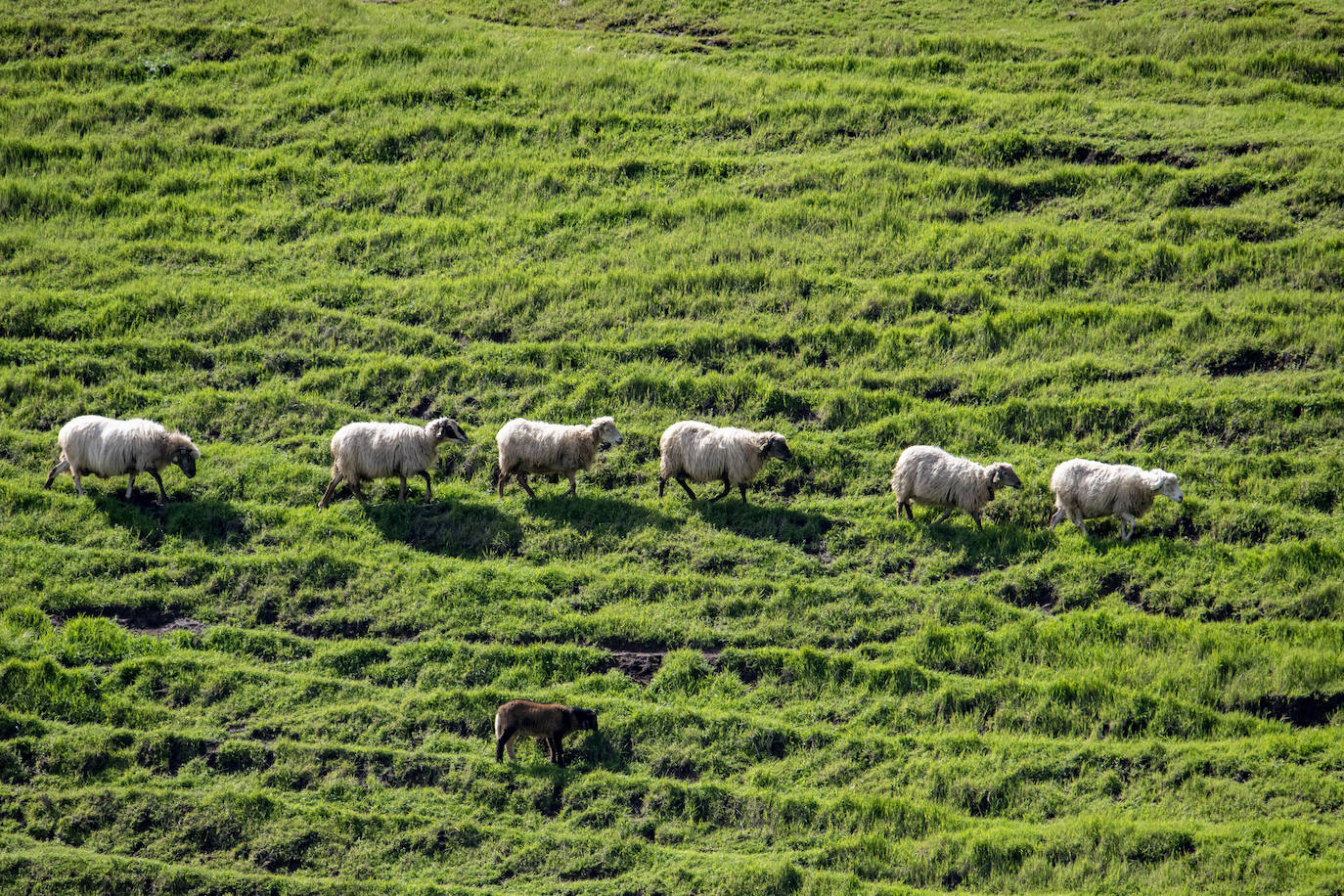 Fotos: Medianías y cumbre de Gran Canaria se tornan verdes