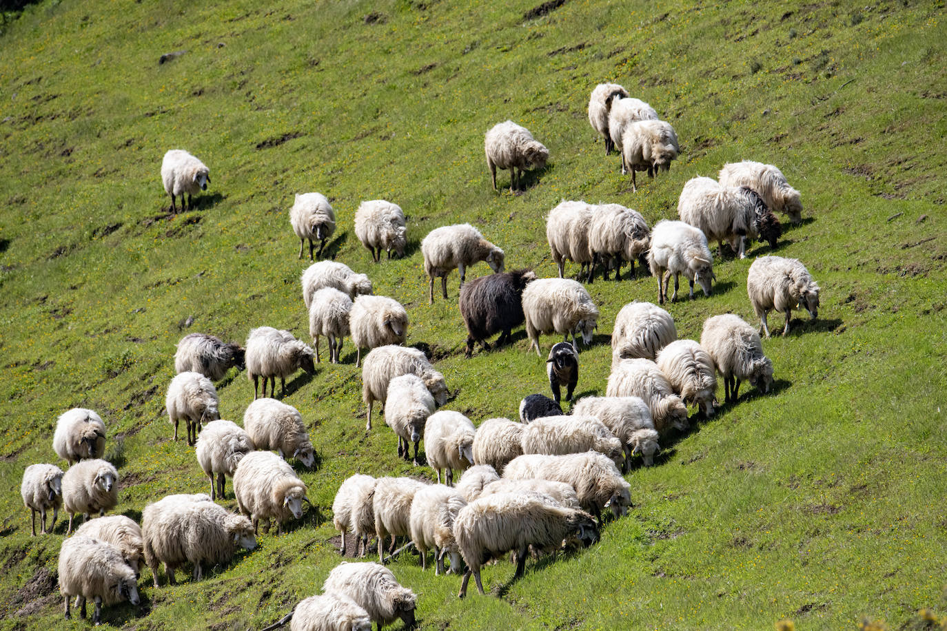 Fotos: Medianías y cumbre de Gran Canaria se tornan verdes