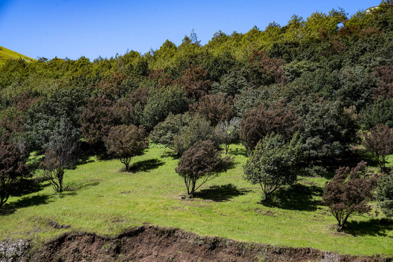 Fotos: Medianías y cumbre de Gran Canaria se tornan verdes