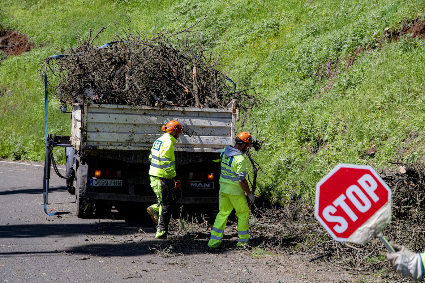 Fotos: Medianías y cumbre de Gran Canaria se tornan verdes
