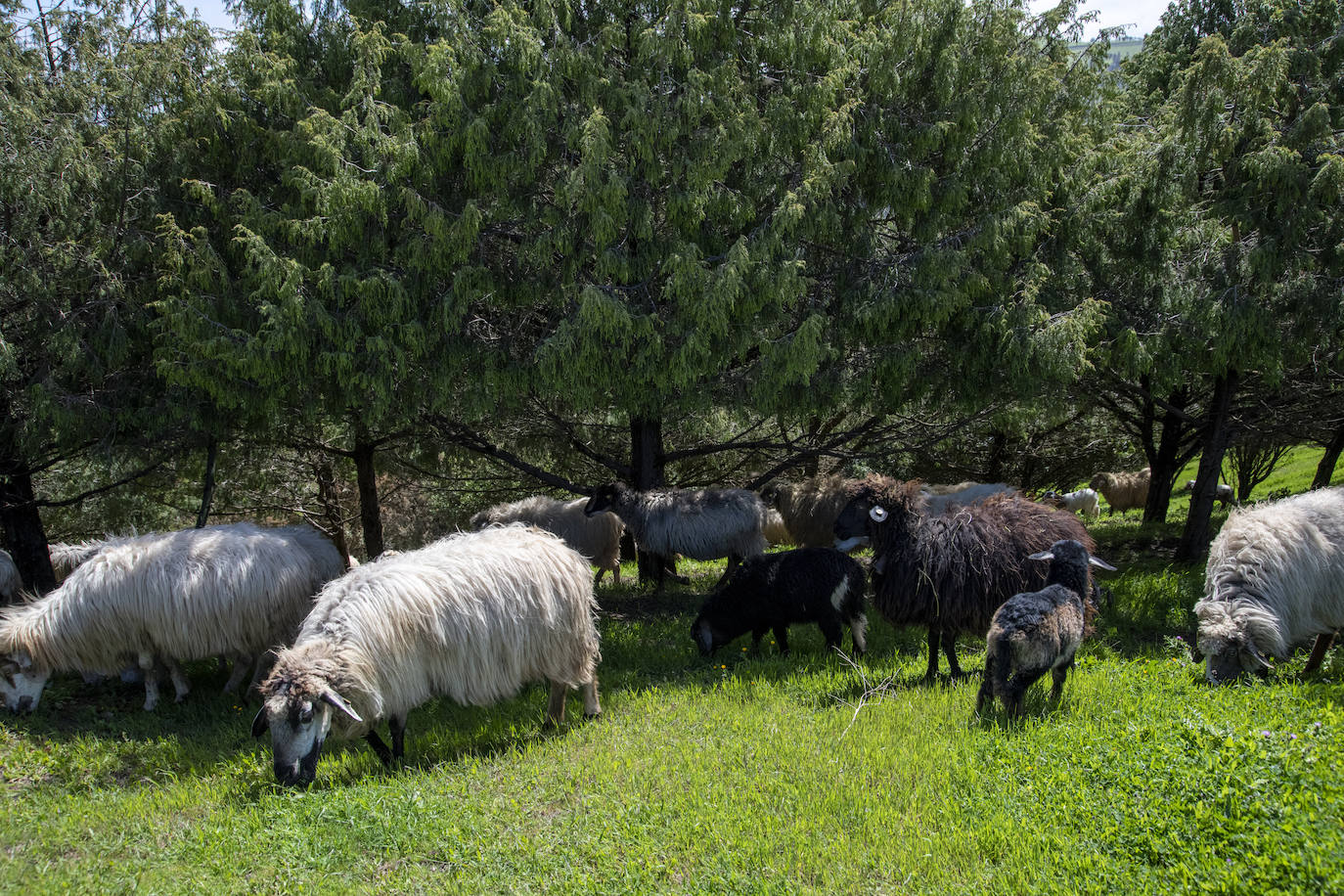Fotos: Medianías y cumbre de Gran Canaria se tornan verdes