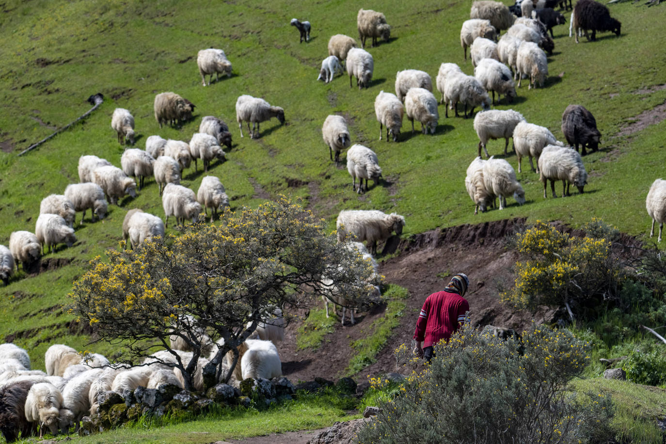 Fotos: Medianías y cumbre de Gran Canaria se tornan verdes