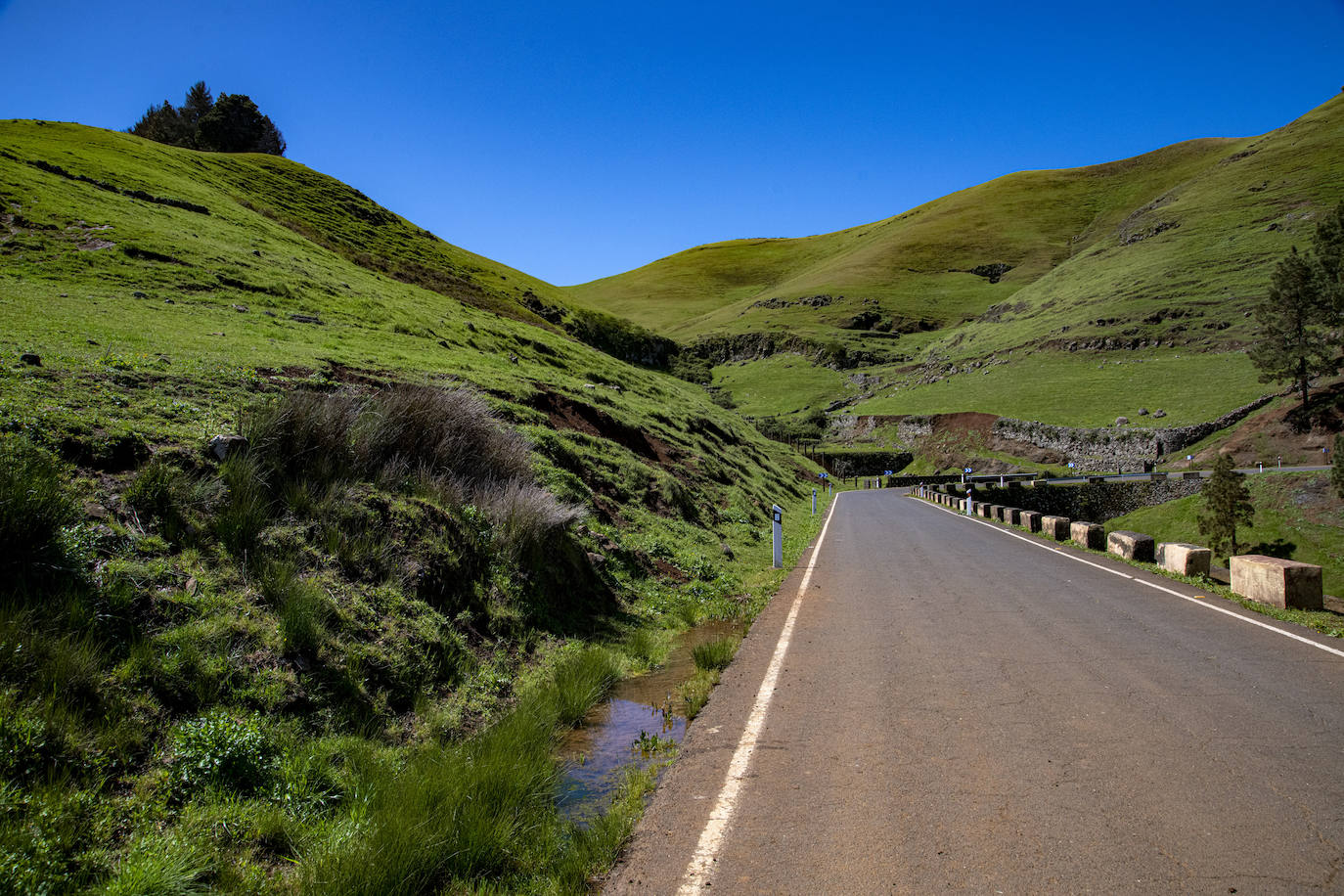 Fotos: Medianías y cumbre de Gran Canaria se tornan verdes