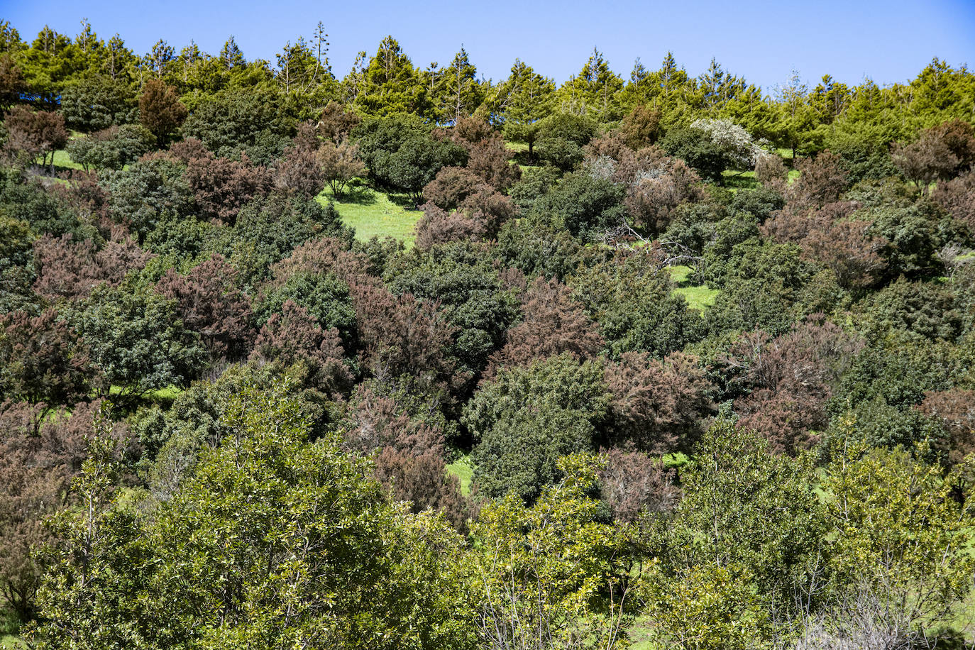 Fotos: Medianías y cumbre de Gran Canaria se tornan verdes