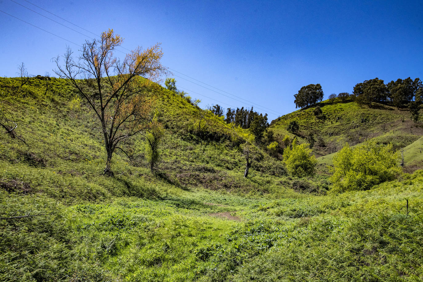 Fotos: Medianías y cumbre de Gran Canaria se tornan verdes