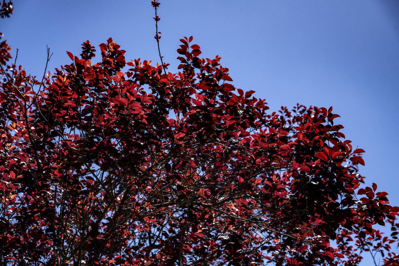 Fotos: Medianías y cumbre de Gran Canaria se tornan verdes