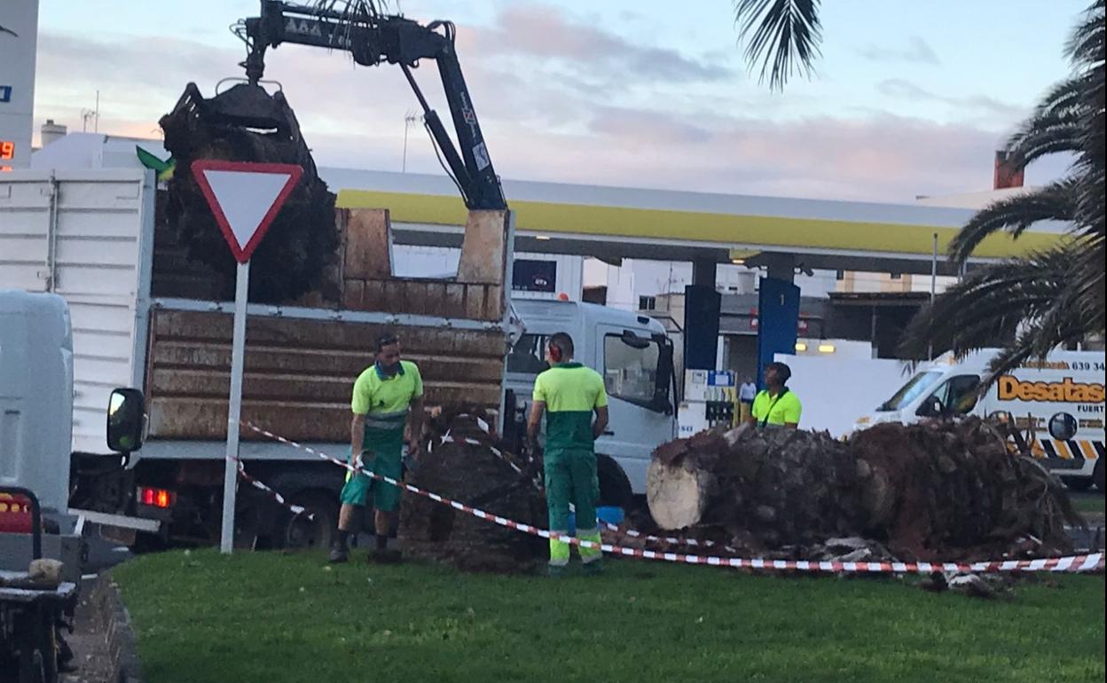 Los operarios retiran la palmera canaria caída en las cercanías de la avenida Manuel Velázquez, en Puerto del Rosario. 