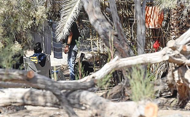El Ayuntamiento estima que en el palmeral del Oasis viven entre 12 y 15 personas. 