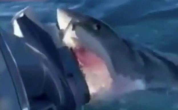 Un gran tiburón blanco aterroriza a una familia