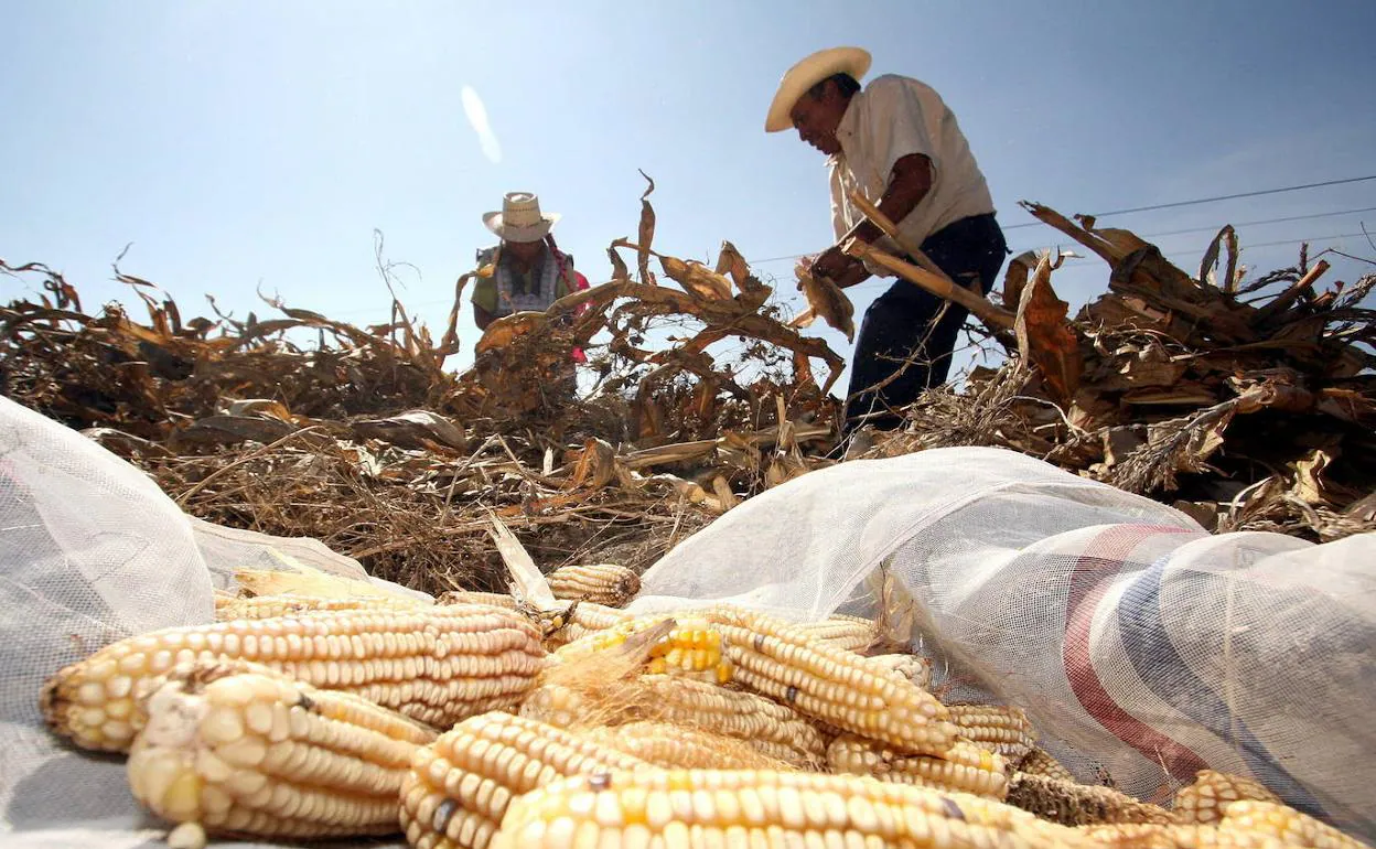 El estudio analiza los 'graneros' de maíz del mundo. 