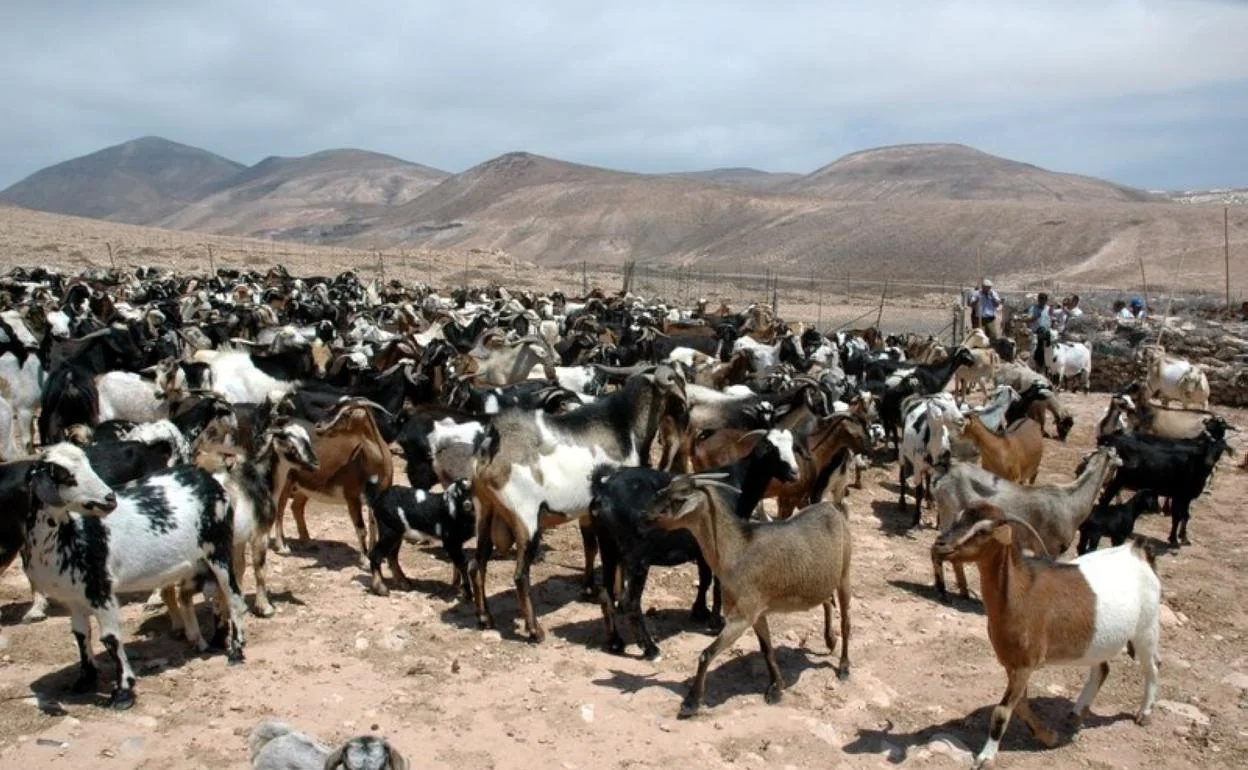 Los quesos canarios con leche de cabra se han hecho un hueco importante en el mercado naciona. 