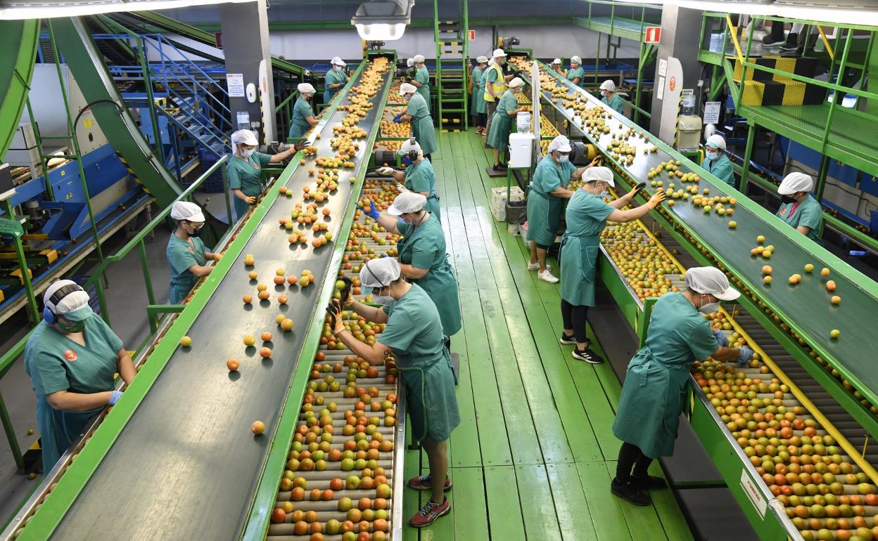 Planta de empaquetado de tomates en La Aldea, en Gran Canaria. 