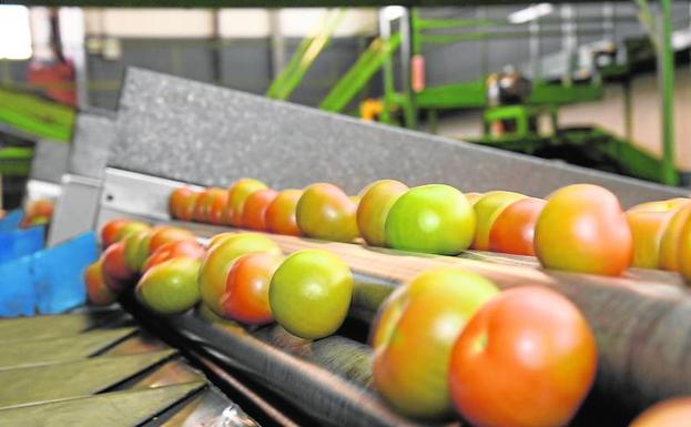 El tomate cultivado en Canarias ha dado el salto a Europa.