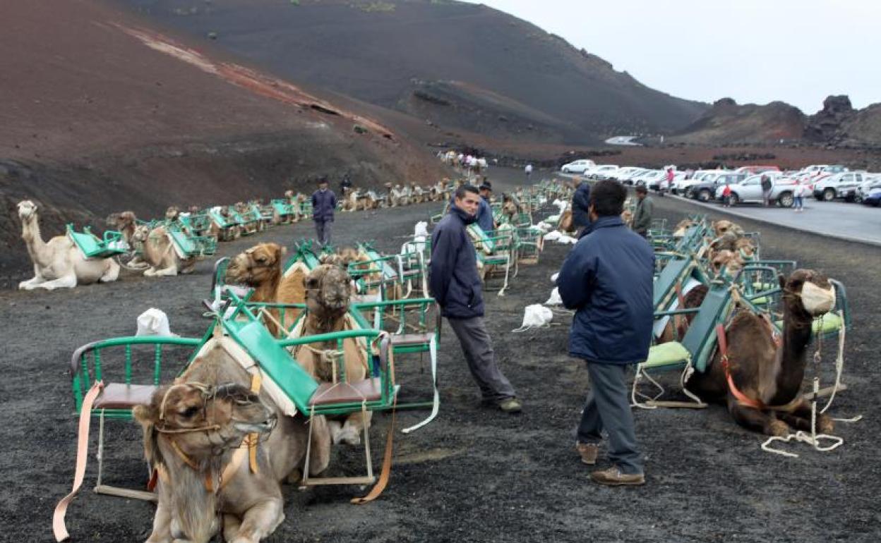 Actividad camellar en Timanfaya. 