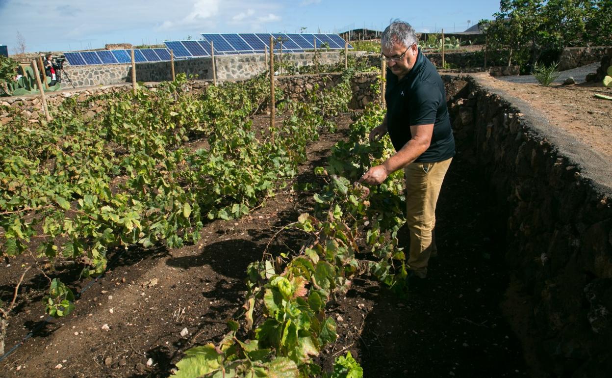 Pedro Antonio, propietario de la bodega de Lajares, en medio de las parras. 