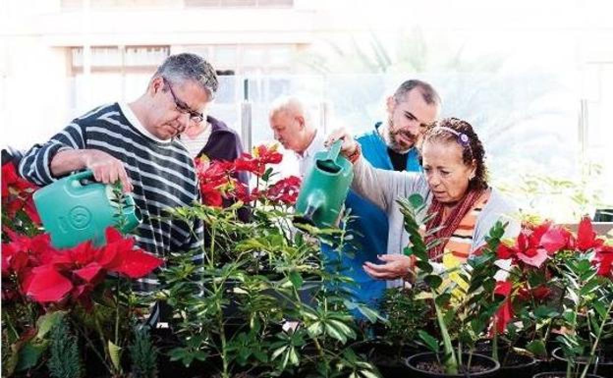 Usuarios de un centro de atención a la discapacidad intelectural regando unas plantas. 