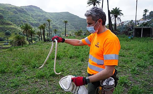 Un operario del dispositivo con una serpiente capturada en la mano. 