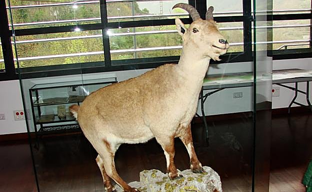 Hembra de bucardo disecada en el parque nacional de Ordesa..