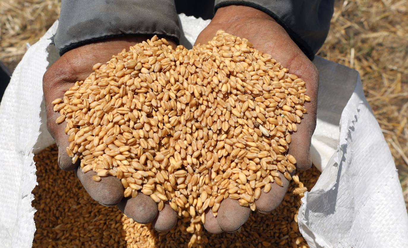 Fotos: La cosecha de trigo en Egipto