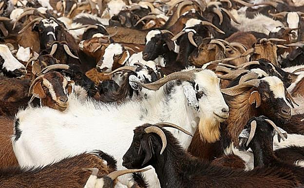 Los ganaderos dicen que están «tocados de muerte» y piden ayudas