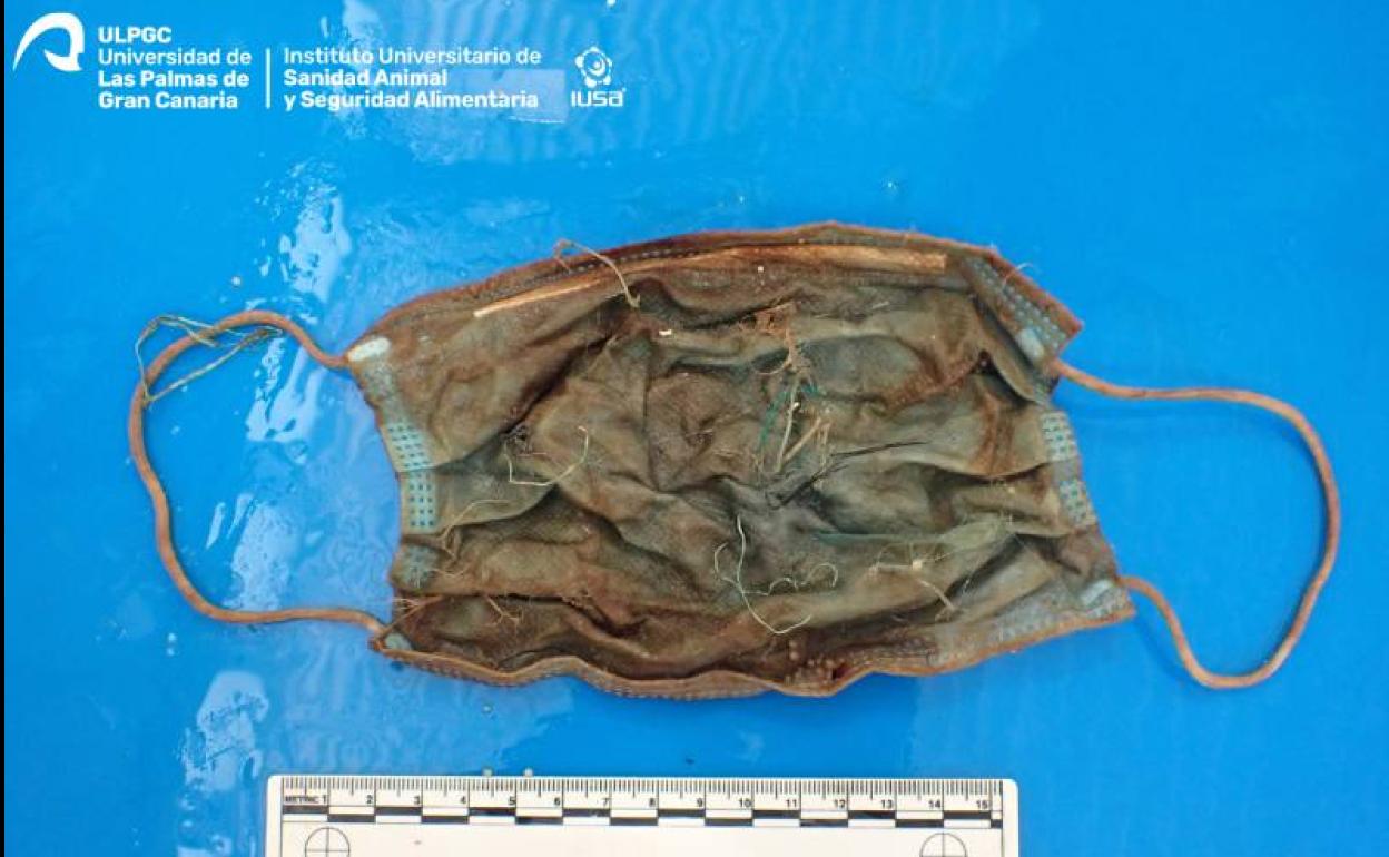 Imagen de la mascarilla encontrada en el estómago del delfín. 