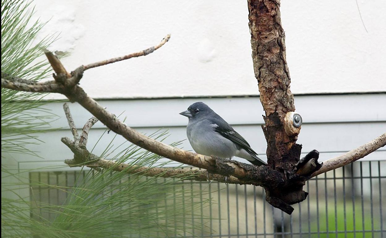 Ejemplar de pinzón azul de Gran Canaria en el centro de cría en cautividad. 