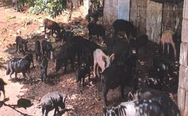 Precintan una granja en La Gomera con 60 cerdos desnutridos
